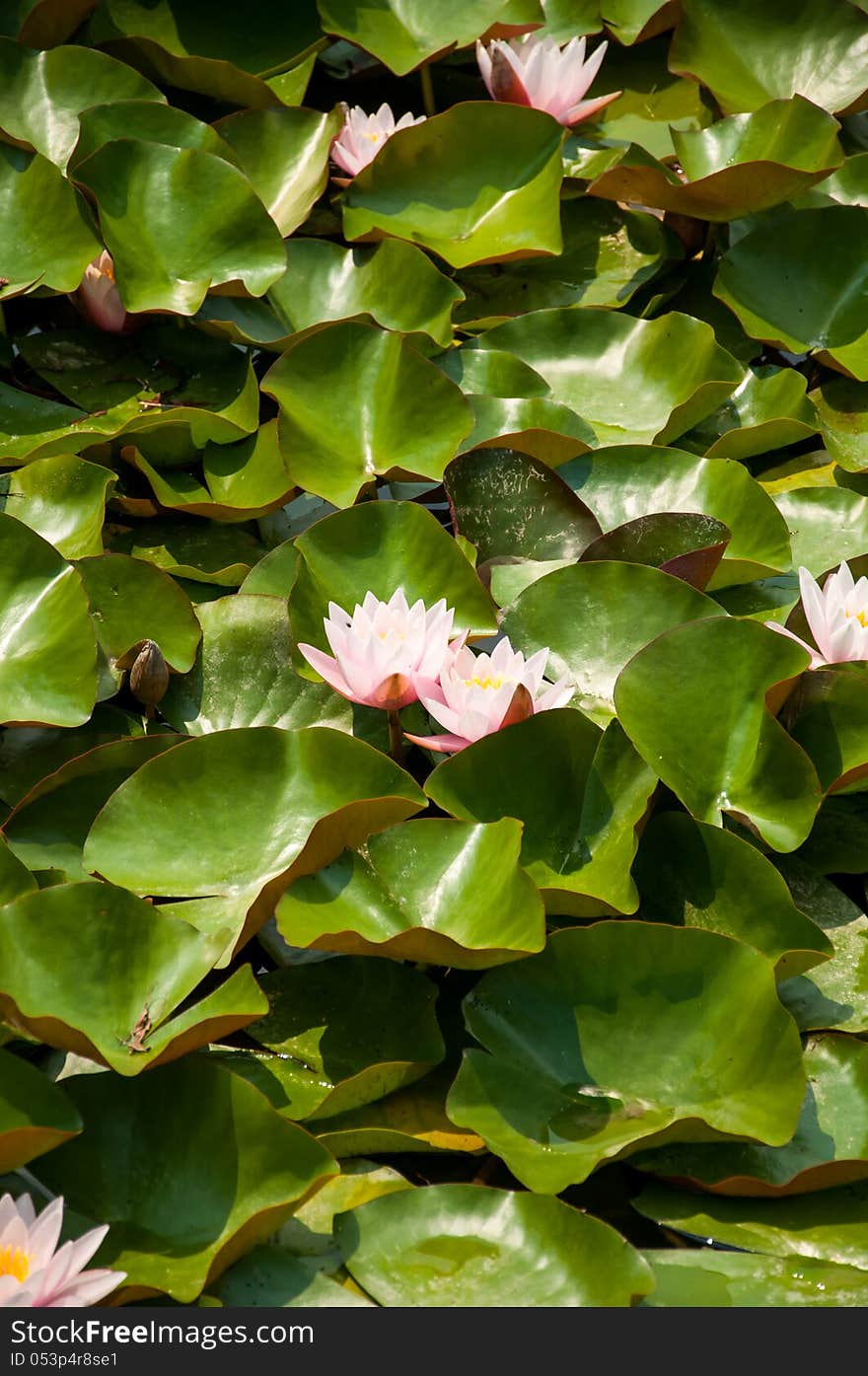 Beautiful lily flowers with green leafs background in a lake. Beautiful lily flowers with green leafs background in a lake