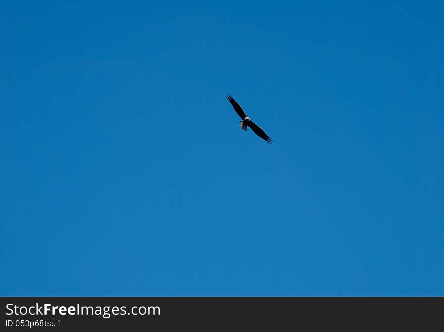 Large powerful eagle soaring high in the blue skies. Large powerful eagle soaring high in the blue skies