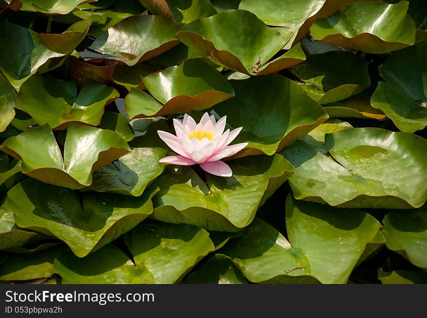 Water Lily On Green Leaf Background