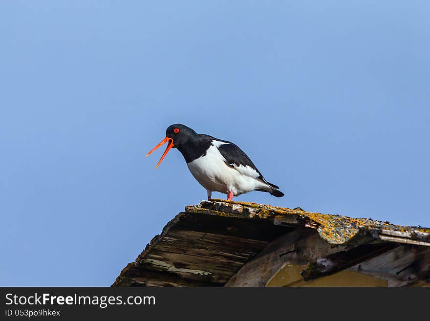 An oyster-catcher watching over her nest with a lot of shouting. An oyster-catcher watching over her nest with a lot of shouting.