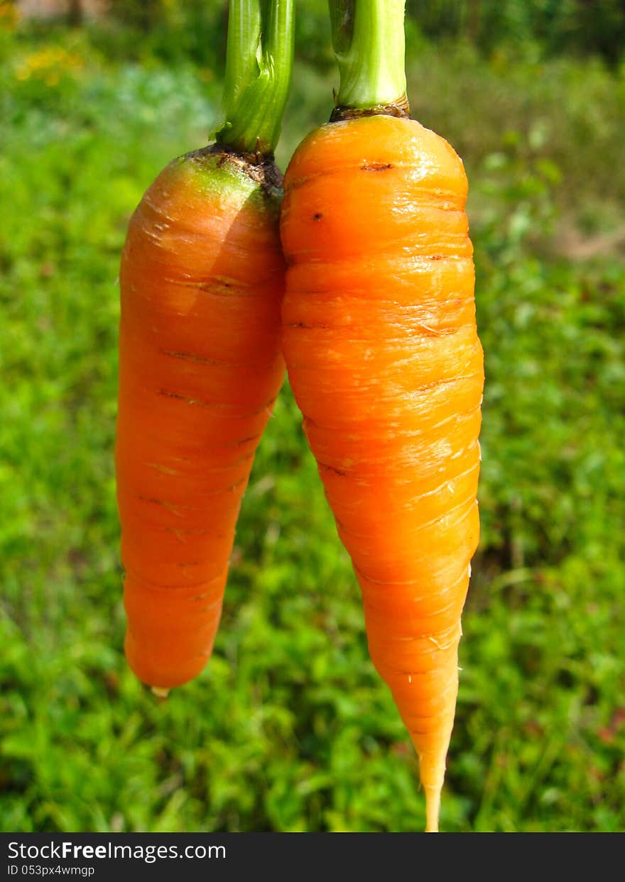 A pair of pulled out carrots