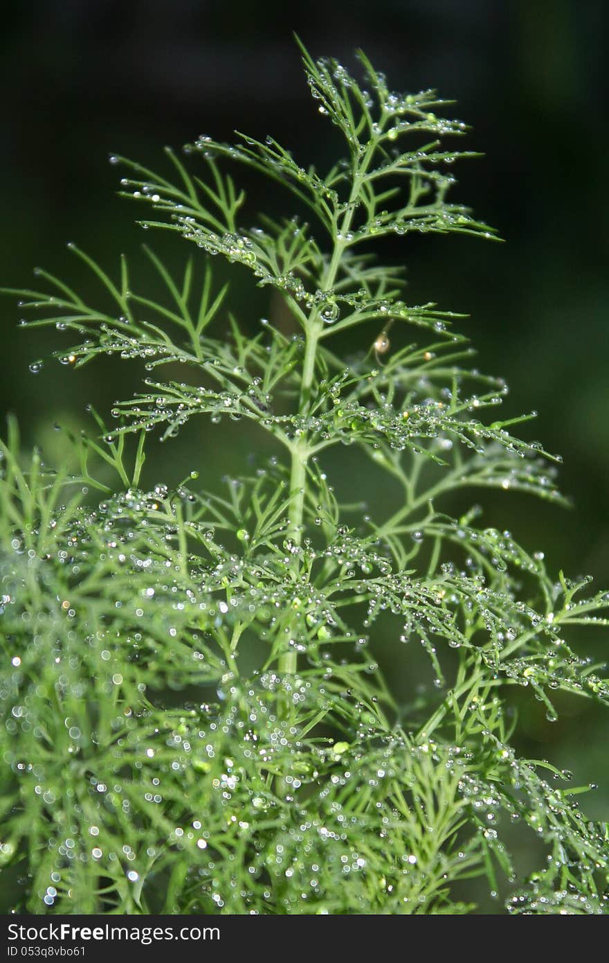 Dew on dill in the garden