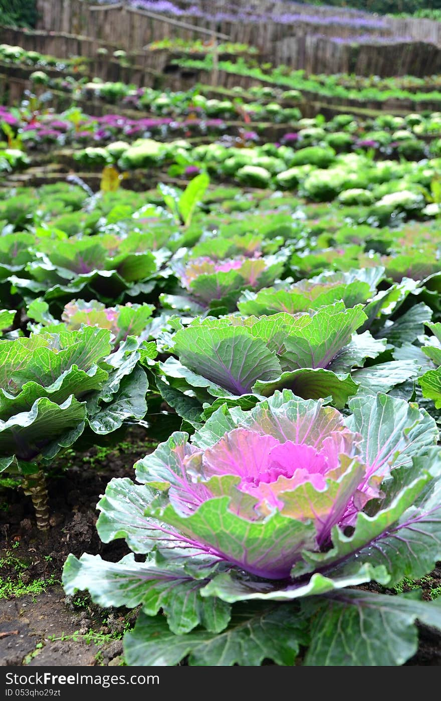 Vegetable garden