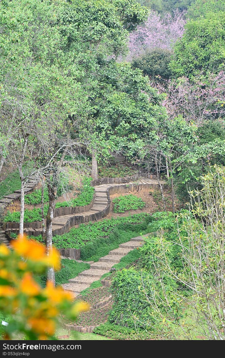 Walk ways in flowers garden