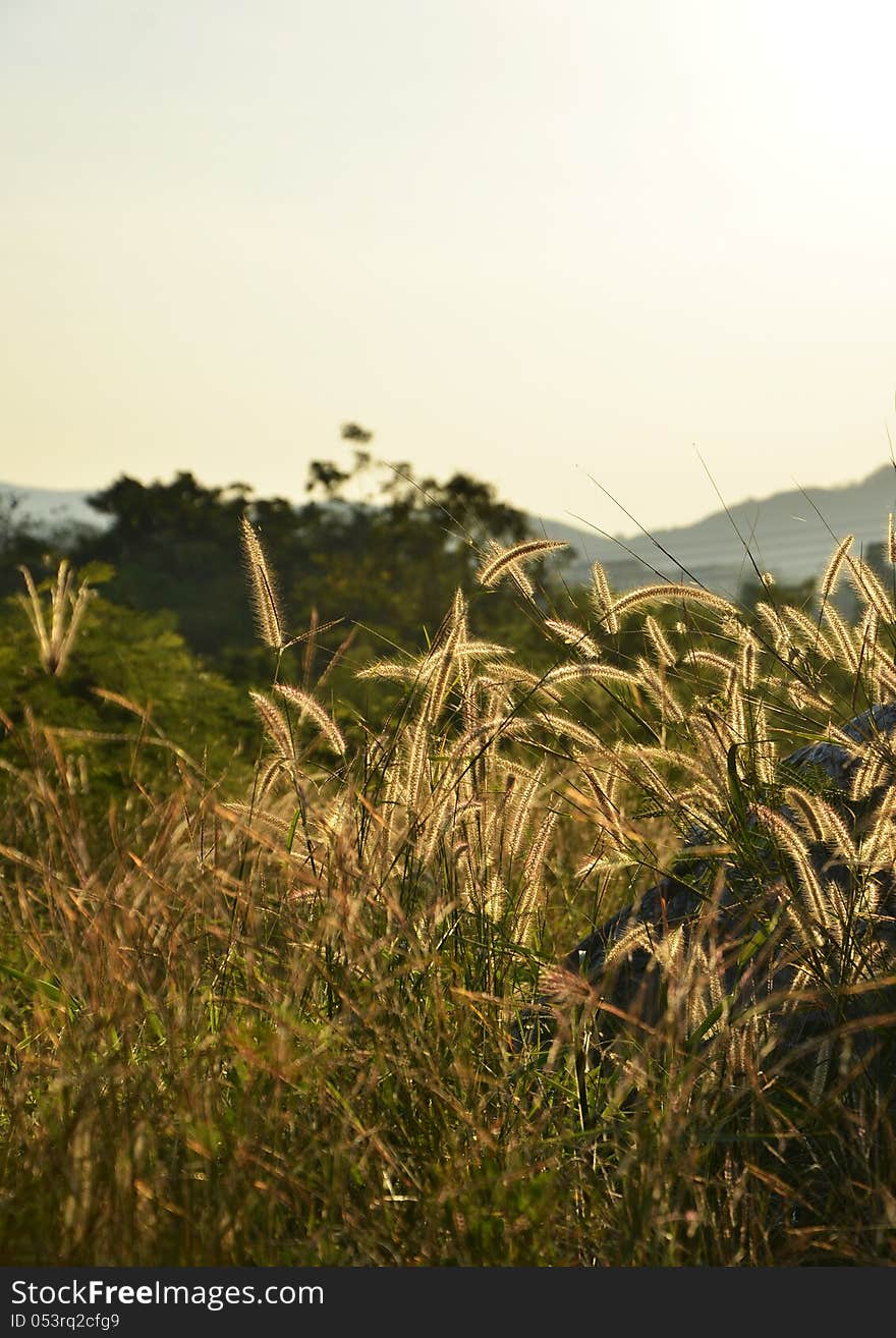 Morning landscape, meadow with sunrise. Morning landscape, meadow with sunrise