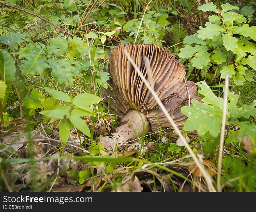 Parasol mushroom falingl down