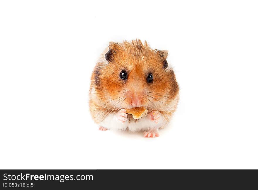 Ginger hamster is eating crackers