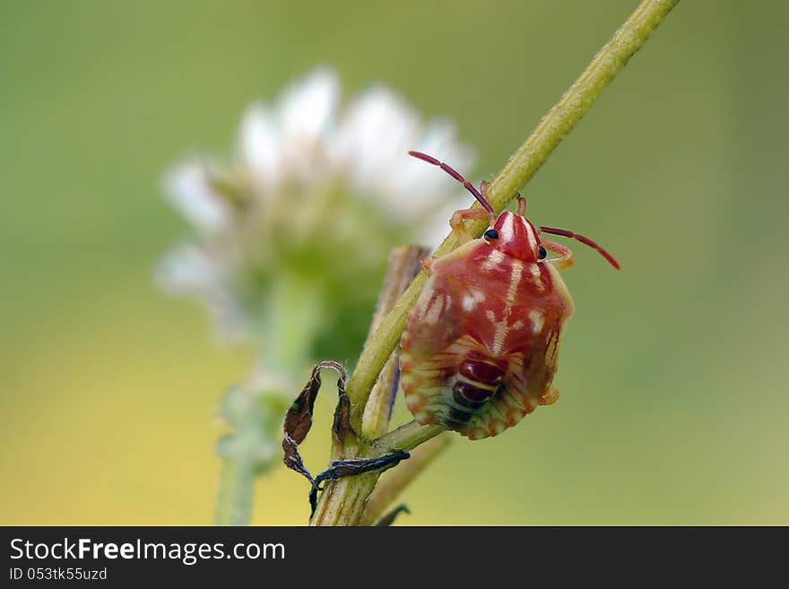 Red shieldbug's nymph (Carpocoris purpureipennis) on flower.