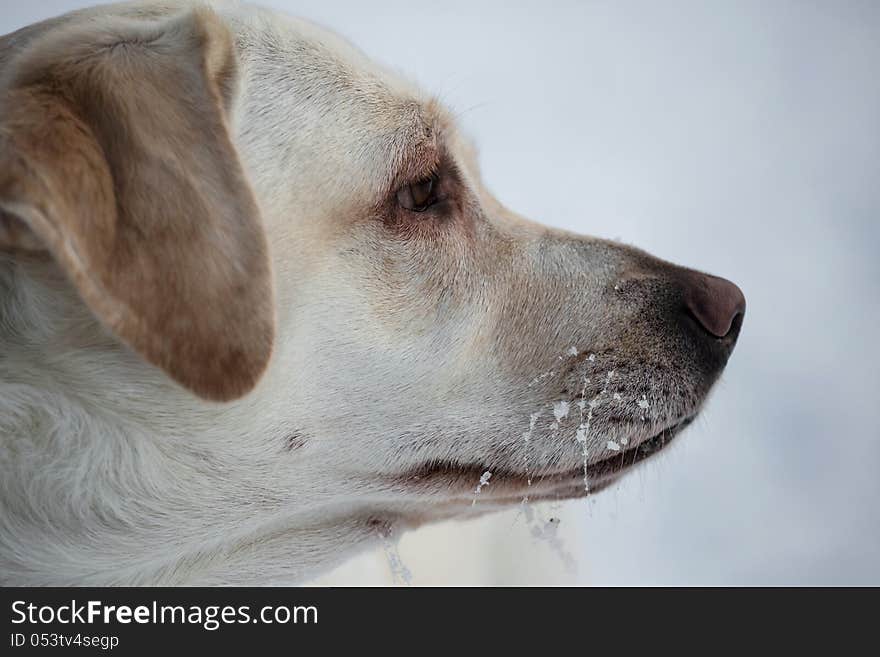 Winter portrait of Labrador Retriever,blur background