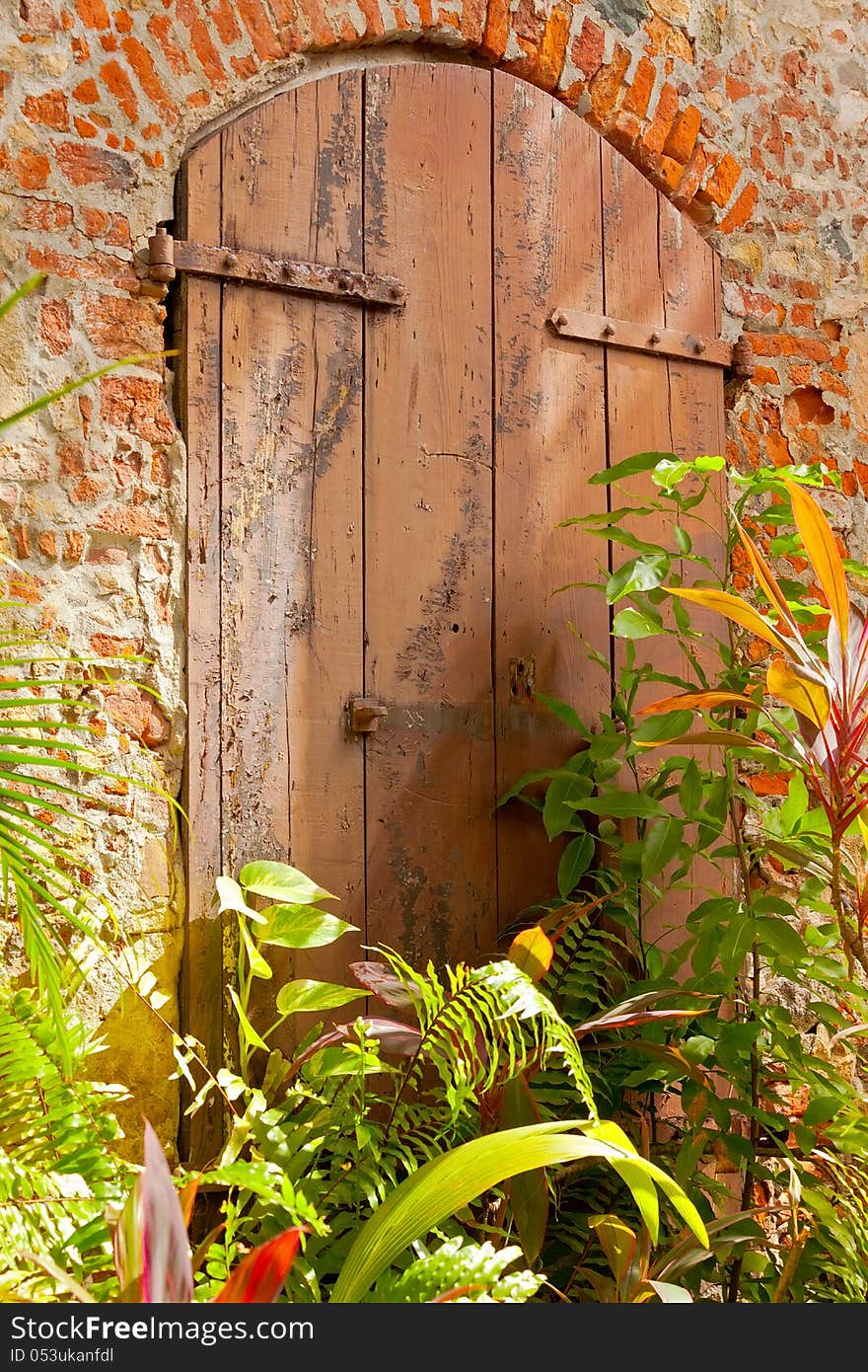 Grunge Door with Evergreen Plants