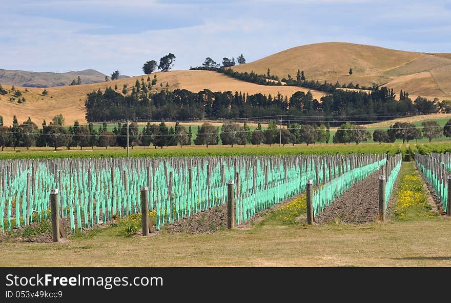 Young Vineyard at Waipara, North Canterbury