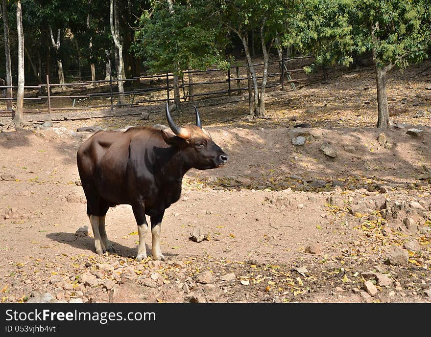 Gaur, Jaint black bull in rainforest, Thailand.