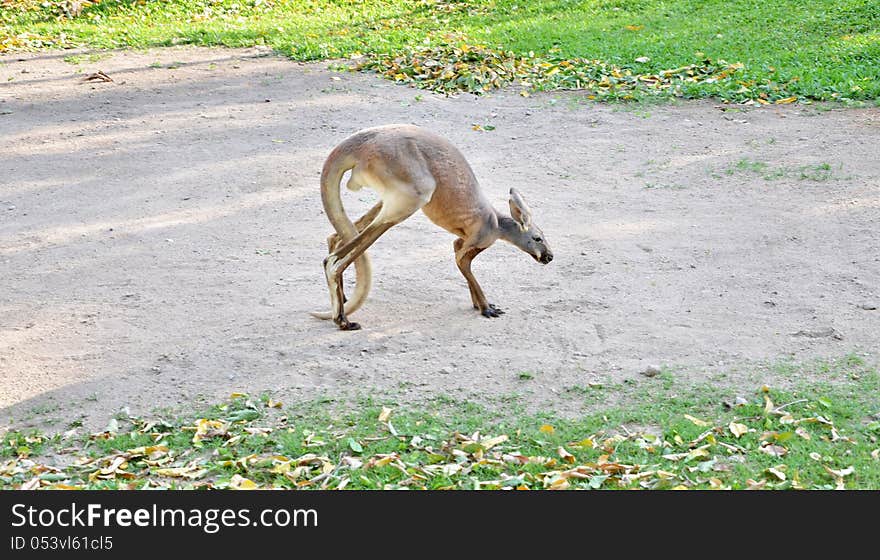 Alert grey kangaroo at zoo