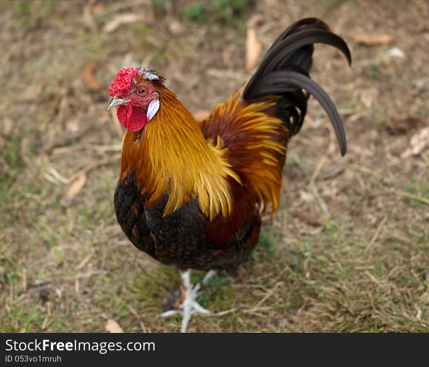 Rooster male chicken silkie pekin cross free range poultry