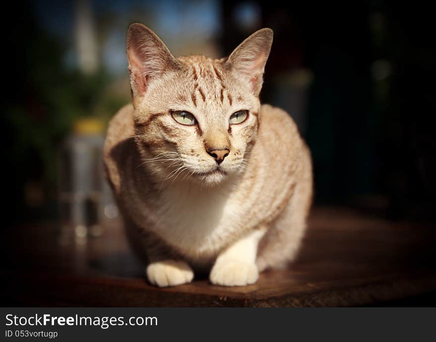 Small cat with soft light