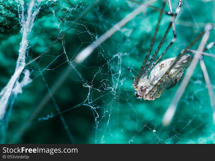 Giant House Spider