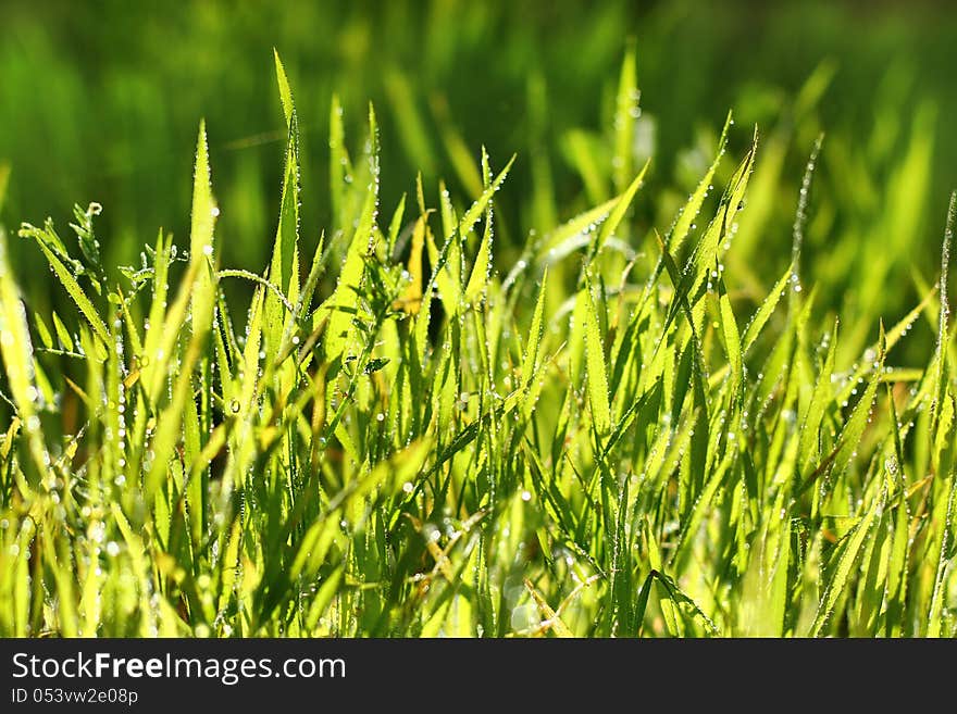 Brightly lit fresh green grass in drops of dew as a natural background