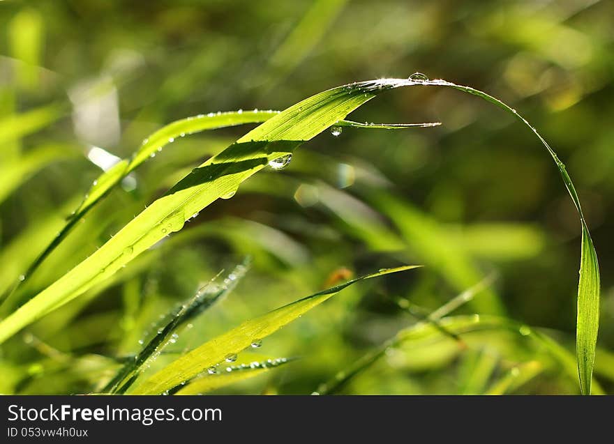 Green grass with drops of morning dew on a blurred background