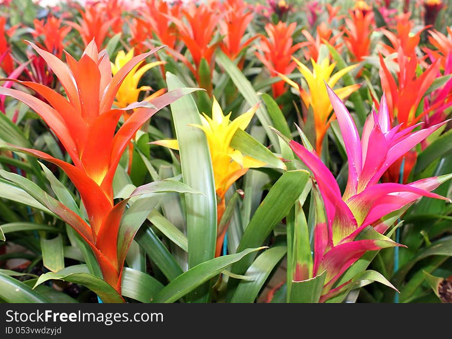 Many multicolored beautiful guzmania magnifica flower as floral background