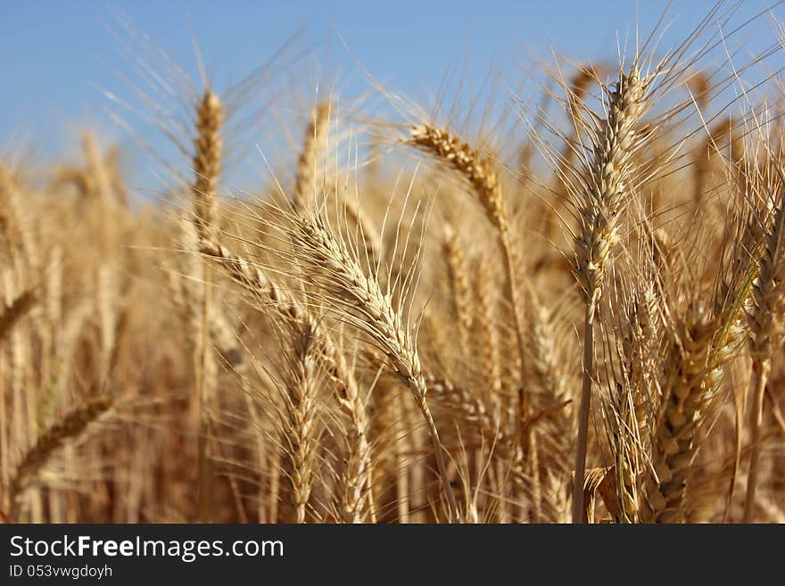 Golden ears of wheat