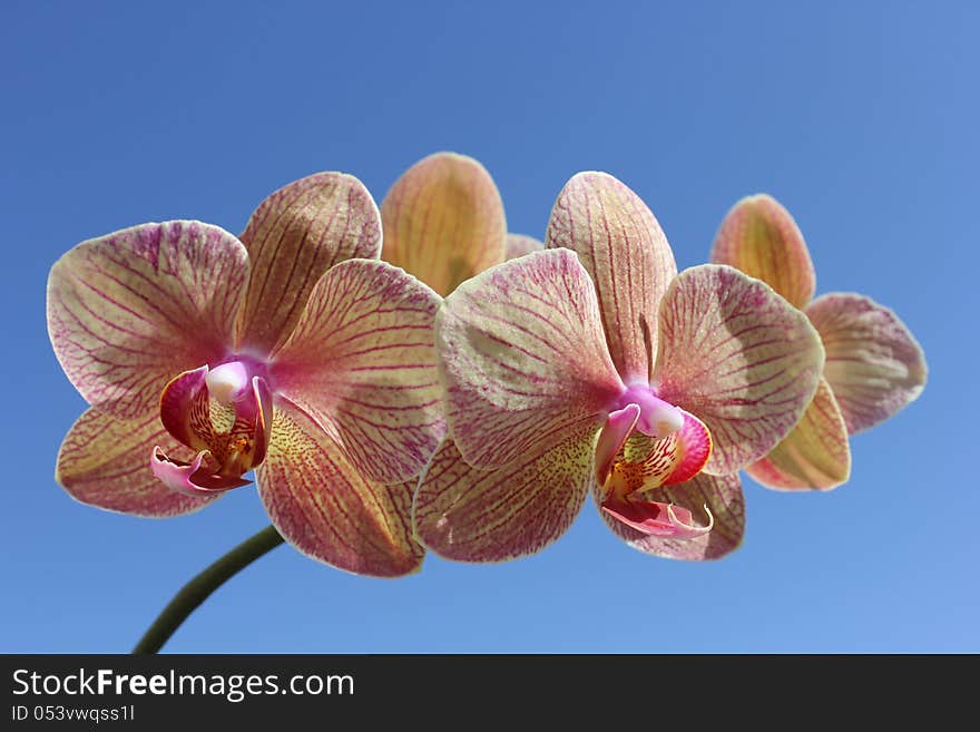 Striped orchid