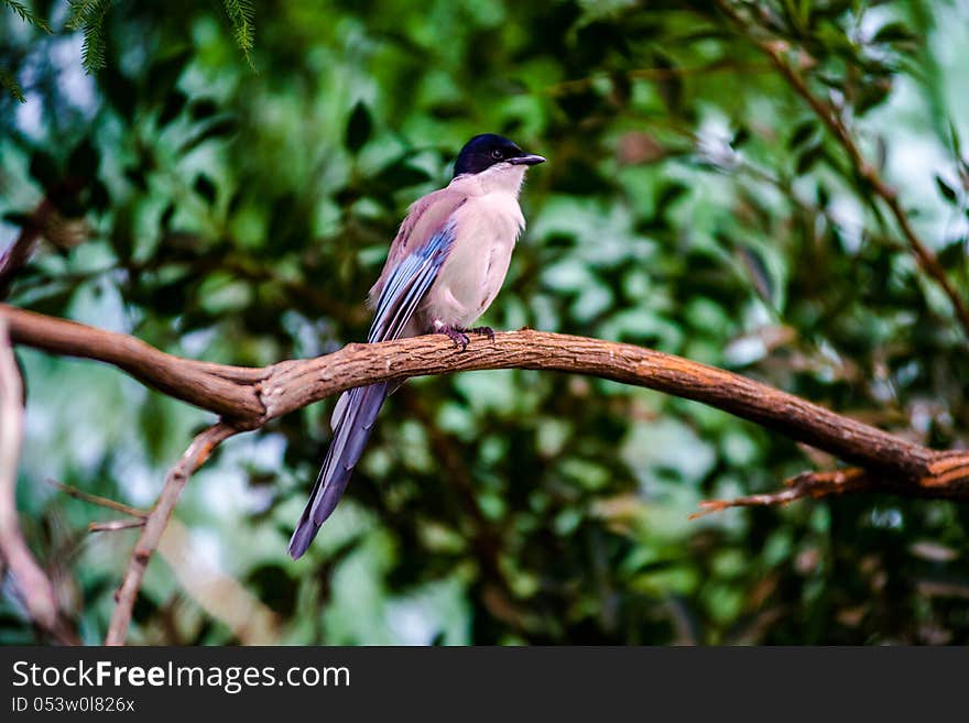 Beautiful Small Bird Siting on the Tree