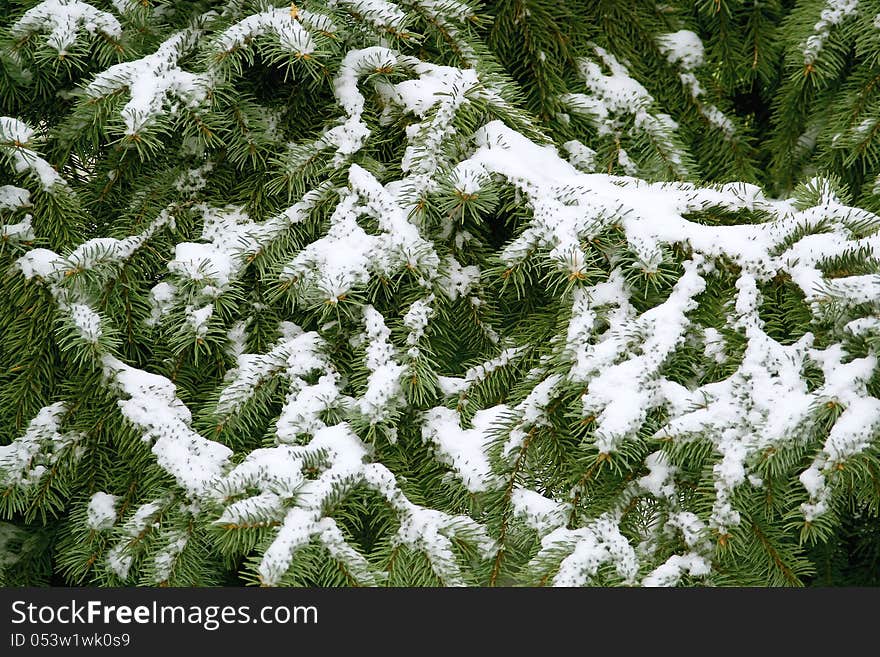 Fir branches covered with snow. Texture, background. Fir branches covered with snow. Texture, background