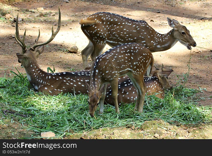 Deers grazing