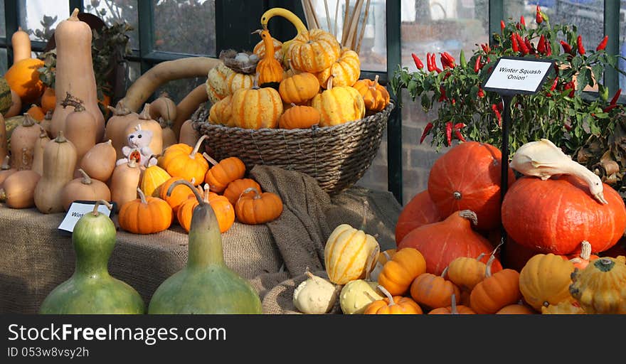 Pumkins and Squashes.