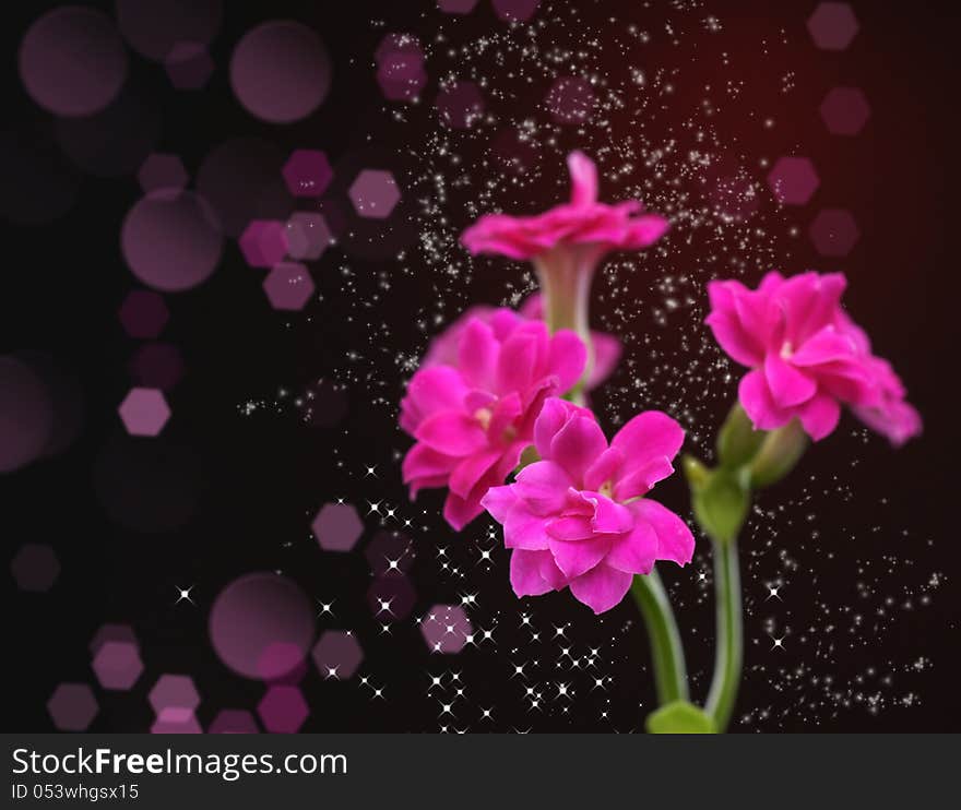 Kalanchoe flower