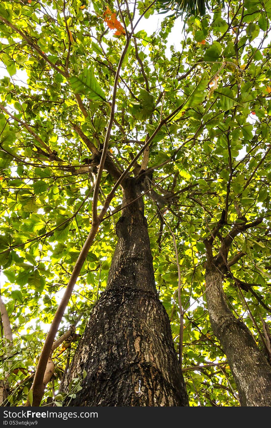 Large Trees