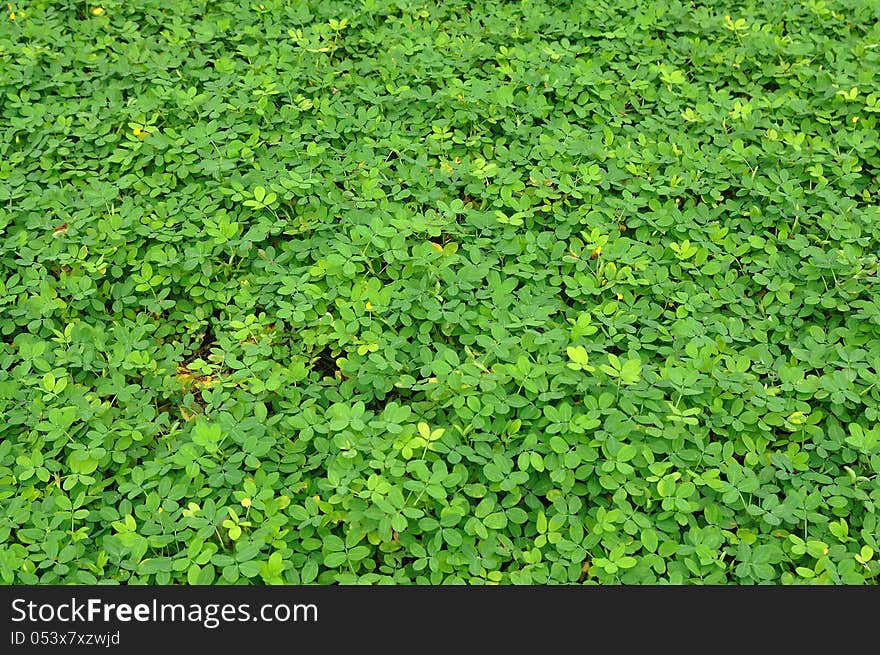 Green leaf plant for nature concept background. Green leaf plant for nature concept background