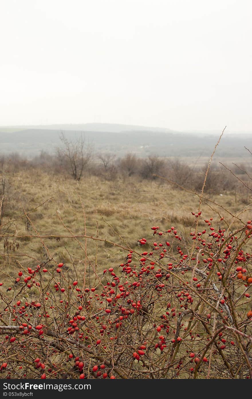 Natural background.cankerberry.dog rose,. Natural background.cankerberry.dog rose,