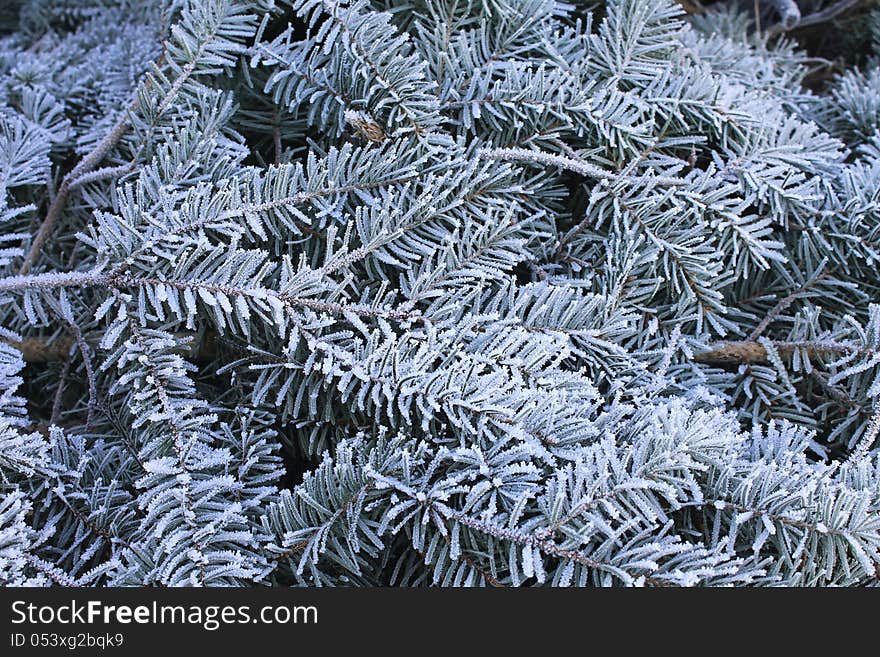 Frosty winter greens