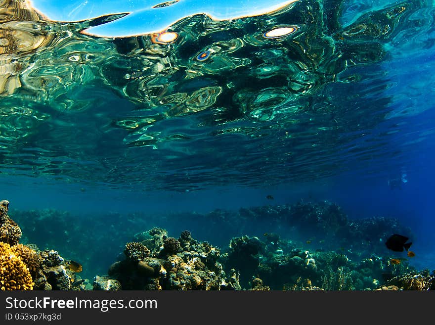 Underwater scene with shapes and structures of a tropical coral reef reflected at water surface. Egypt, Red Sea. Underwater scene with shapes and structures of a tropical coral reef reflected at water surface. Egypt, Red Sea.