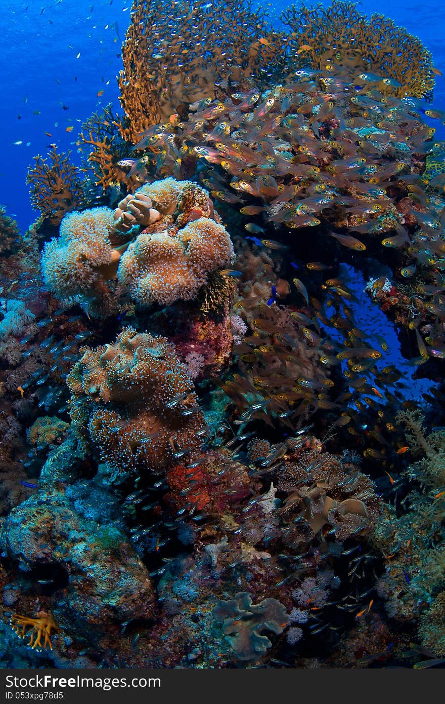 Marine life in tropical waters