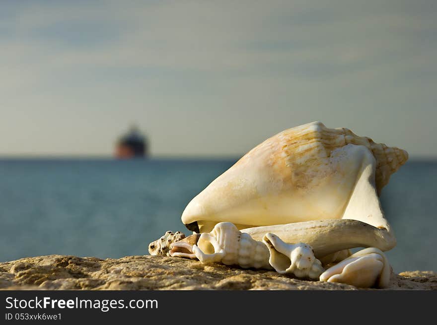 Isolated shells of the Red Sea on a beach. Isolated shells of the Red Sea on a beach