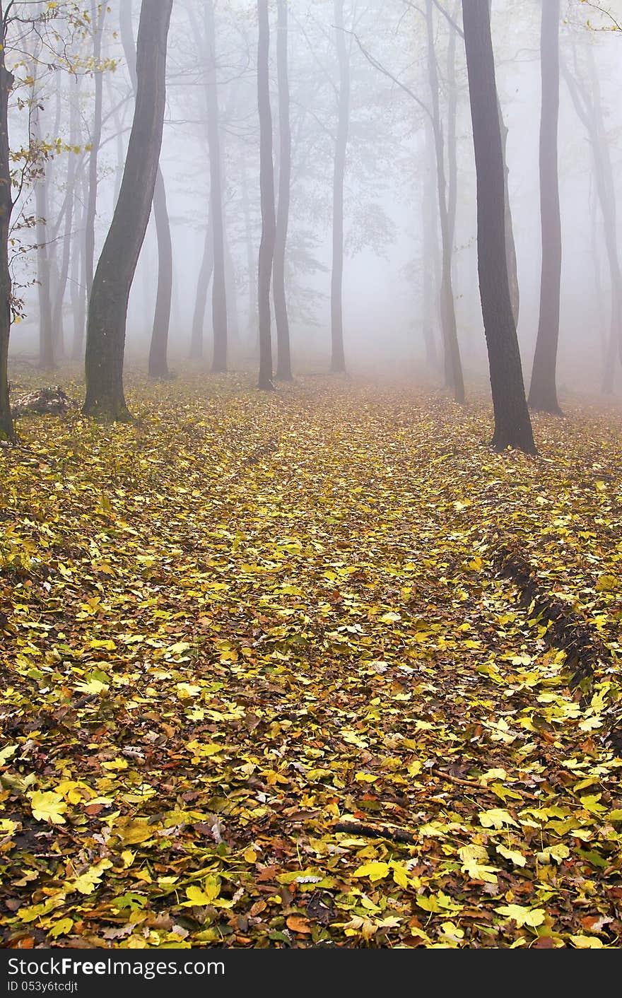 A foggy colorful Autumn forest