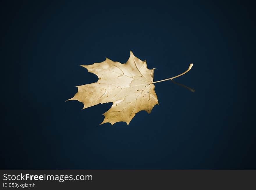 Maple leaf floating on water surface