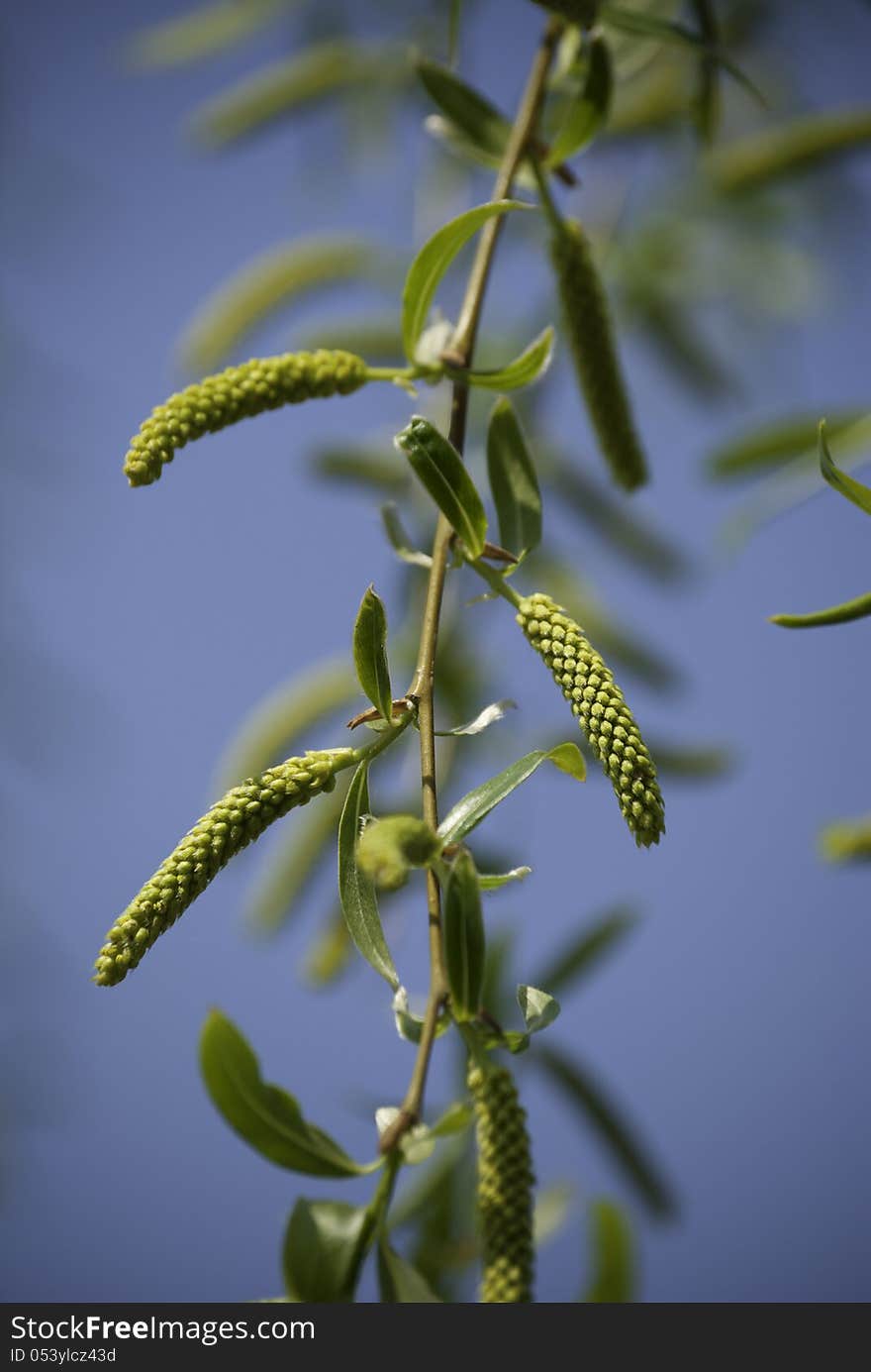 Blossoming spring willow twigs