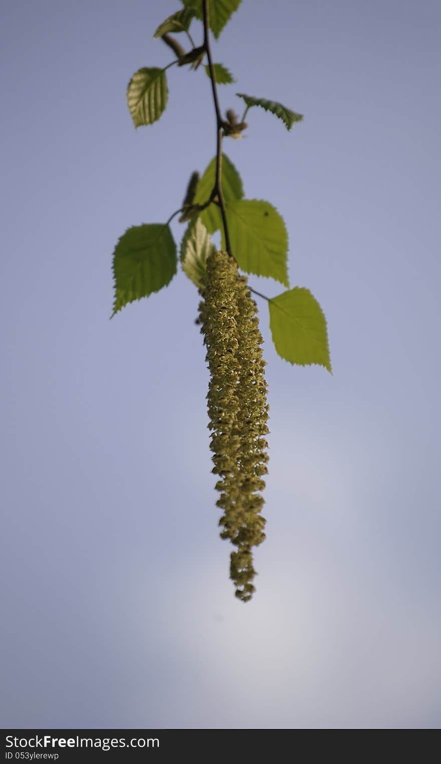 Blossoming birch twig