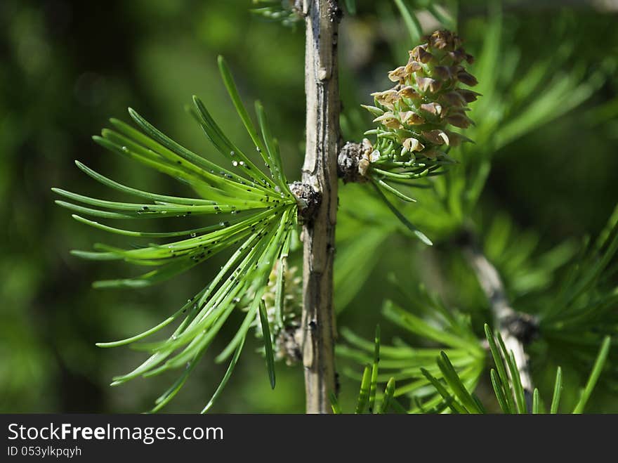 Photo of a fir bump. Photo of a fir bump