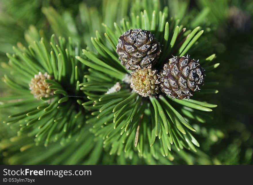 Photo of a fir bump. Photo of a fir bump