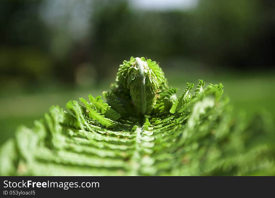 Close-up photo of fern leaf. Close-up photo of fern leaf