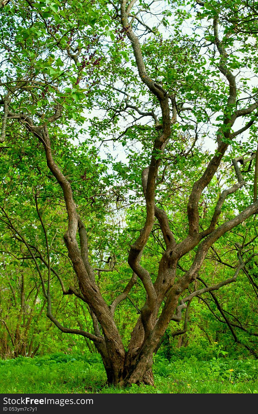 Photo of a big spread tree. Photo of a big spread tree