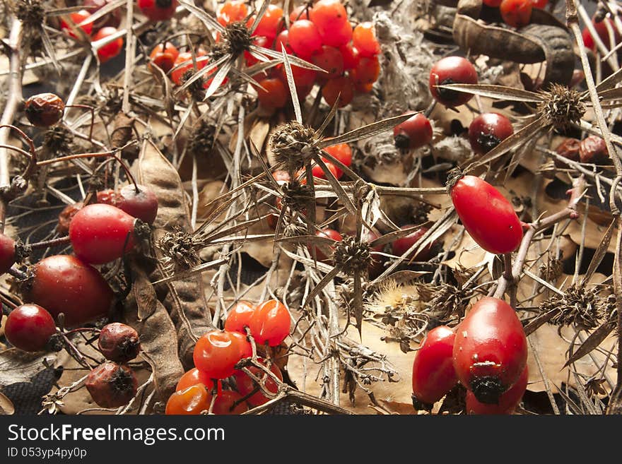 Autumn background.rose hips.viburnum.dried Flowers