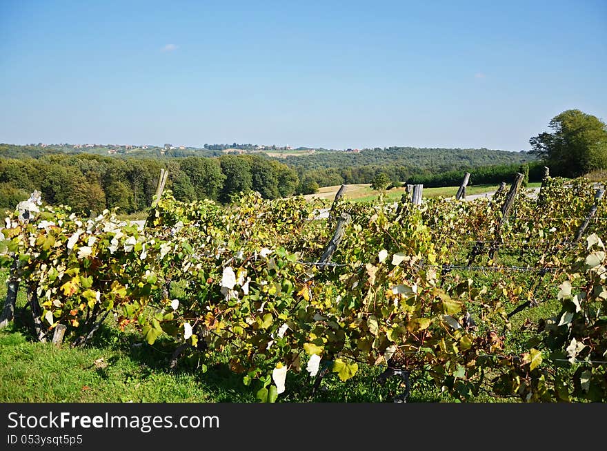 Landscape over the vineyard and forest