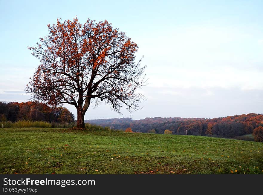 Tree in autumn