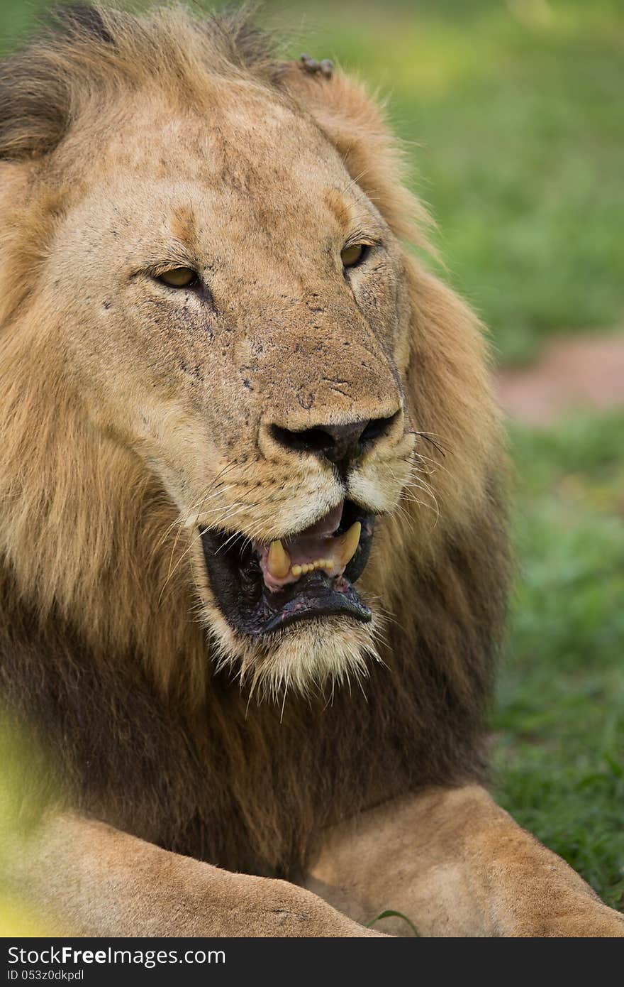 Lion portrait, Africa