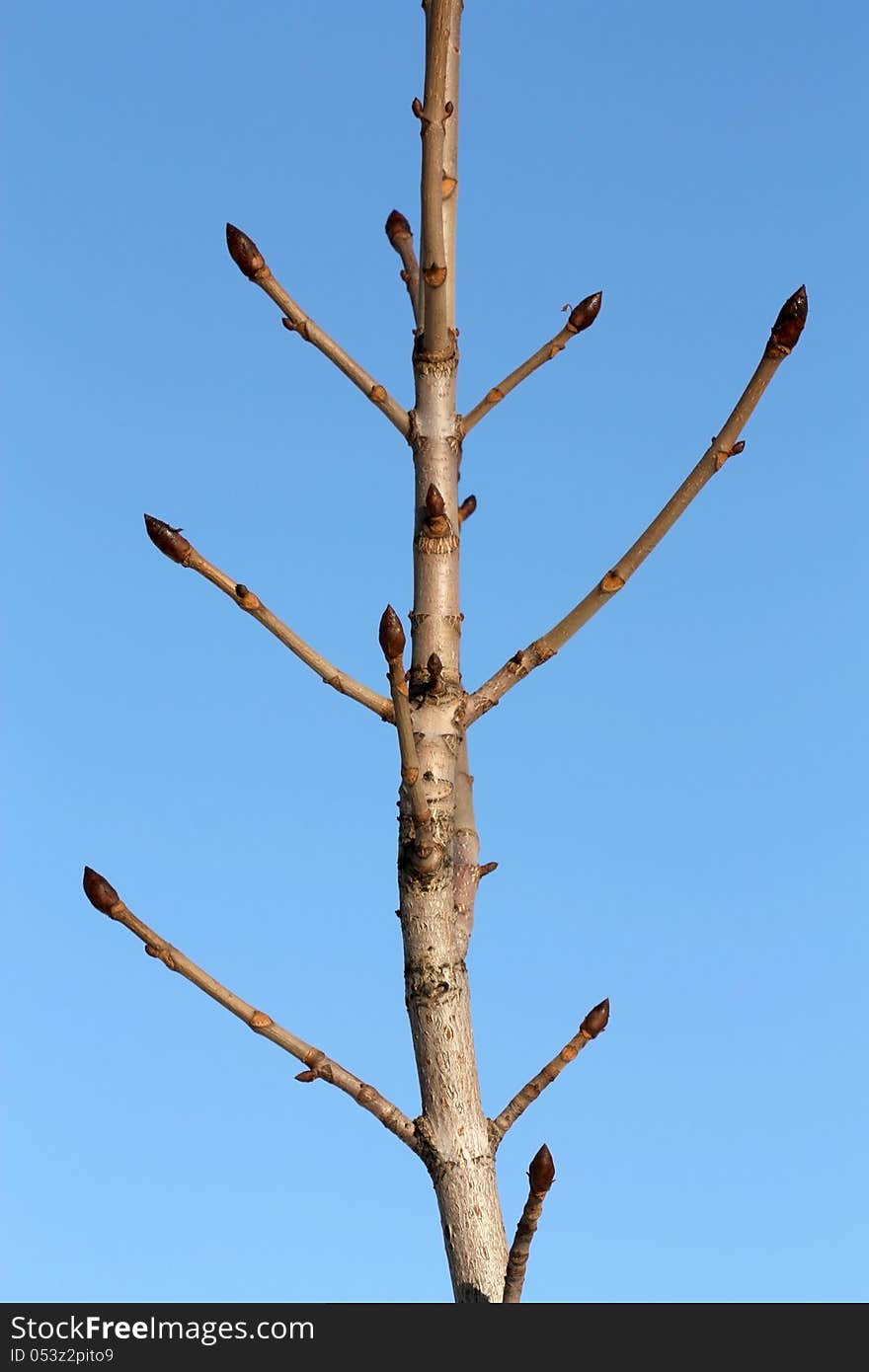 Branch with brown twigs and swollen buds on a background of blue sky. Branch with brown twigs and swollen buds on a background of blue sky